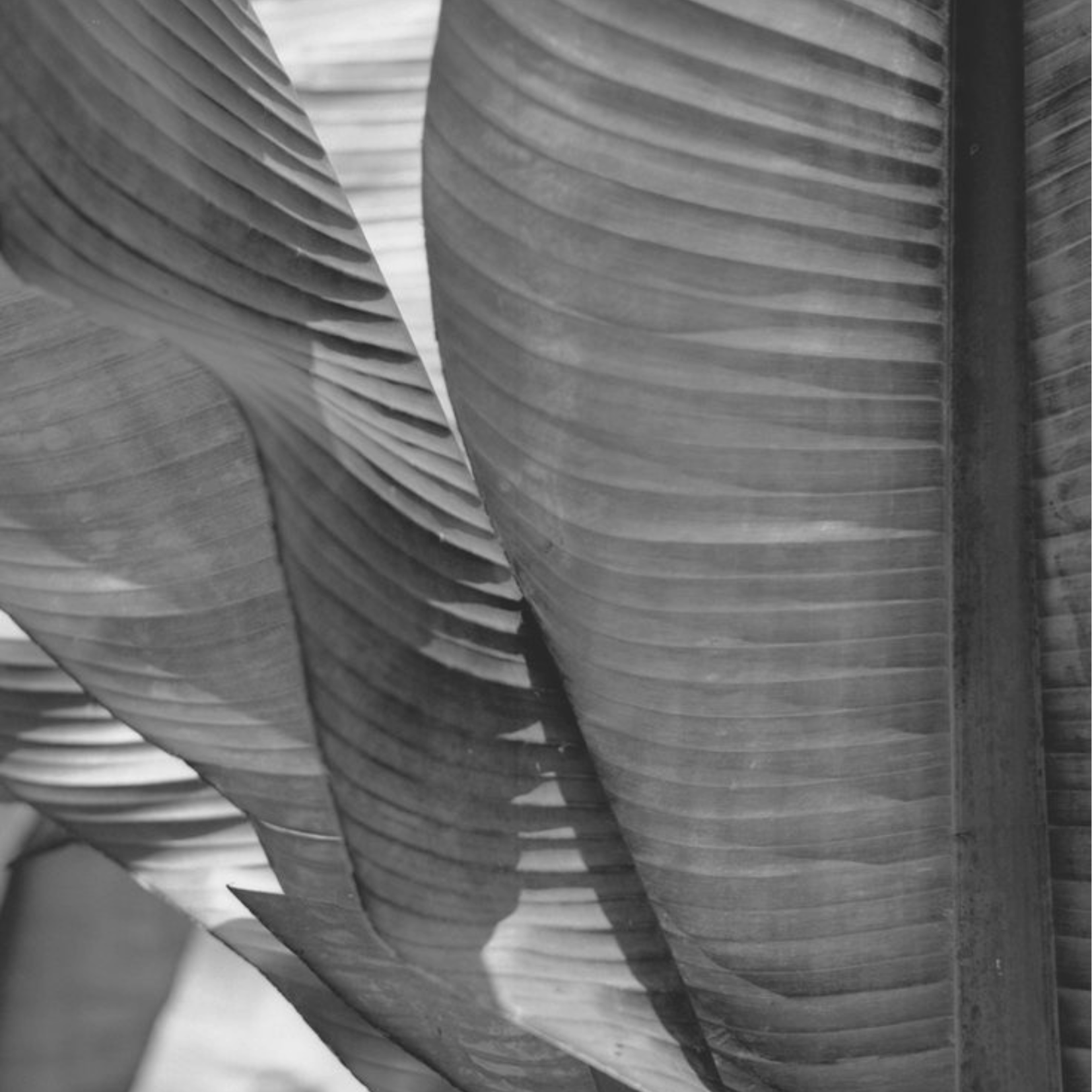 Close-up black and white leaf texture symbolising HERTH’s giving back commitment and environmental sustainability.